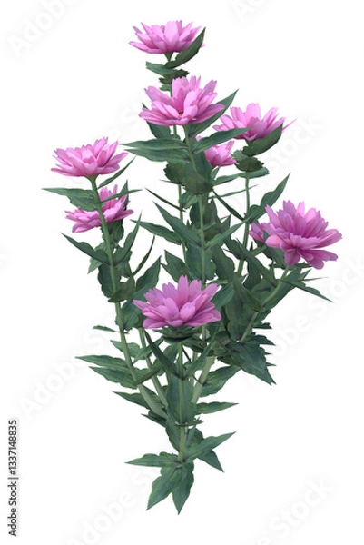 Obraz A bush of zinnia pink flowers, from the Asteraceae family, on transparent background. 3D illustration. 