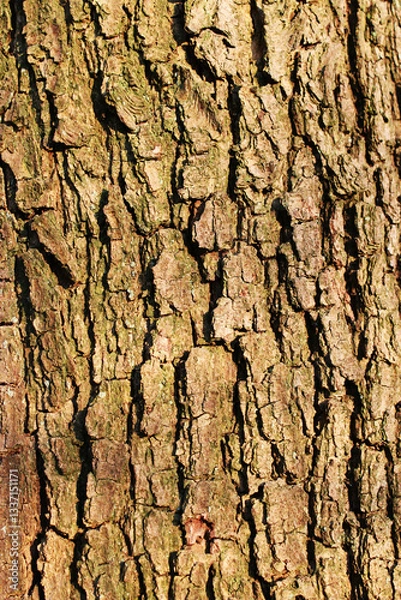 Fototapeta Close-up of a tree bark