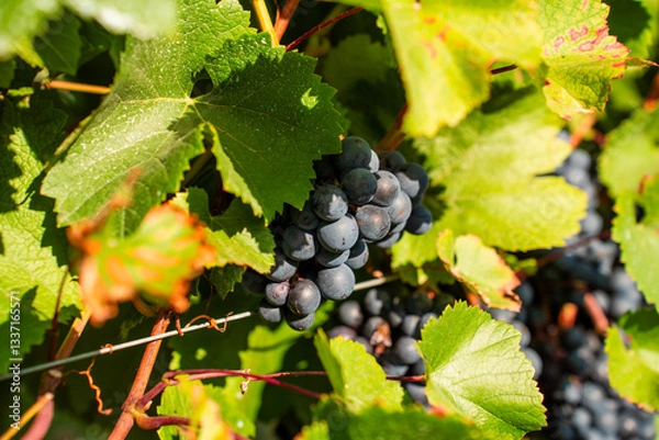 Obraz kiść winogron, winogrono