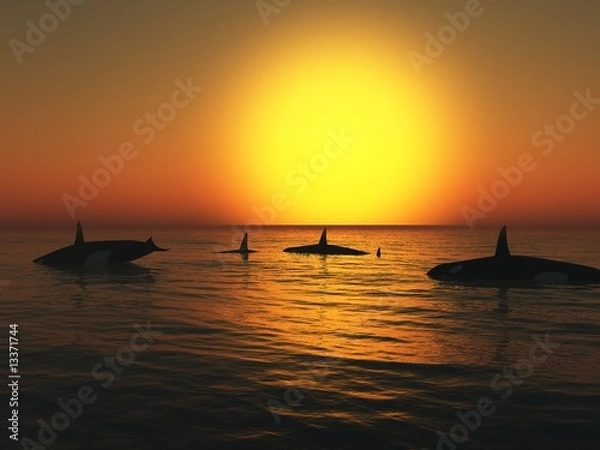 Obraz Orca (killer whales) at Sunset