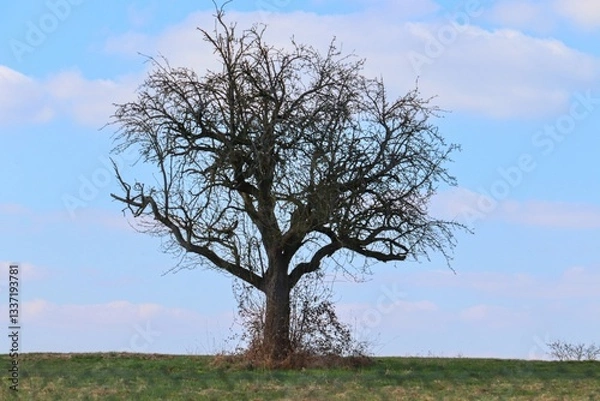 Obraz einzelner Baum im Feld
