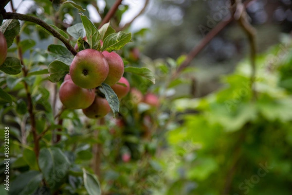 Obraz Juicy organic Braeburn apples growing on trained trestles in an English orchard. Human Being Diet, HBD