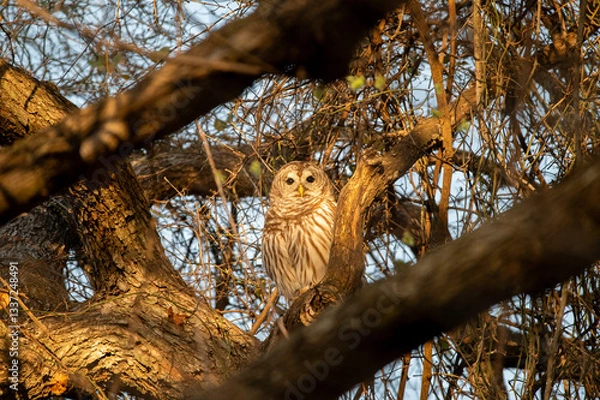 Fototapeta A Barred Owl perched on a tree branch as the warm, golden light of a sunrise filters through the bare tree branches on a winter morning.