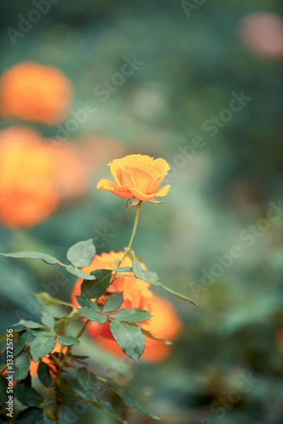 Fototapeta Rose flower in garden