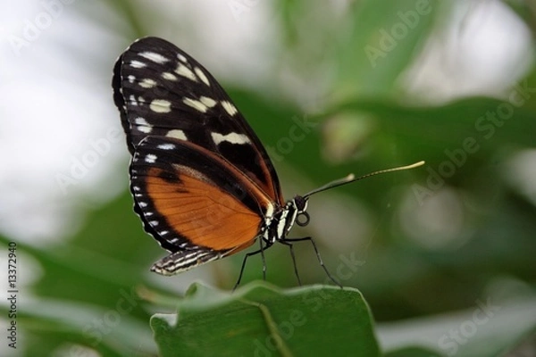 Obraz Getigerter Passionsfalter