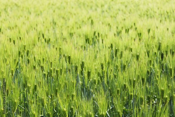 Fototapeta 春の麦畑