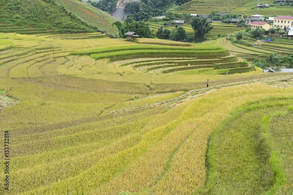 Fototapeta Asian rice field in harvesting season in Mu Cang Chai, Yen Bai, Vietnam. Terraced paddy fields are used widely in rice, wheat and barley farming in east, south, and southeast Asia