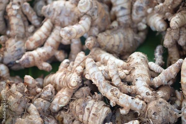 Obraz Curcuma manga Val.& Zijp. or White Turmeric