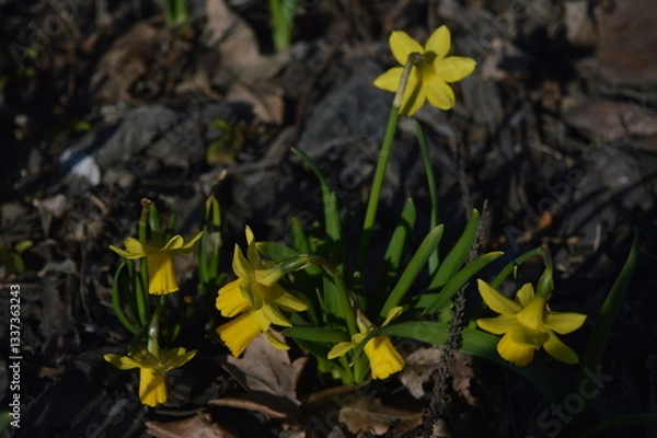 Obraz yellow iris flower
