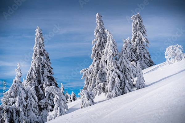 Fototapeta Snow-covered Trees on a Slope