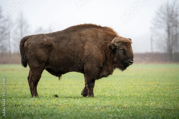Fototapeta Bison Standing in a Misty Field