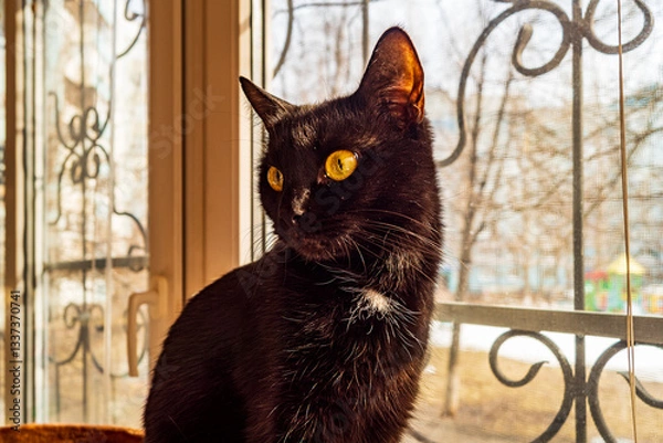 Obraz Beautiful black kitty poses for the camera!