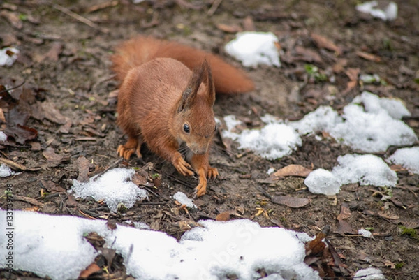 Obraz squirrel in the forest