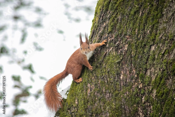 Obraz squirrel on a tree