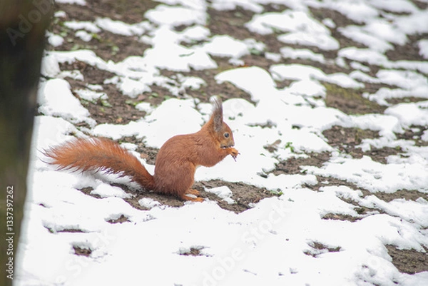 Obraz squirrel on the snow