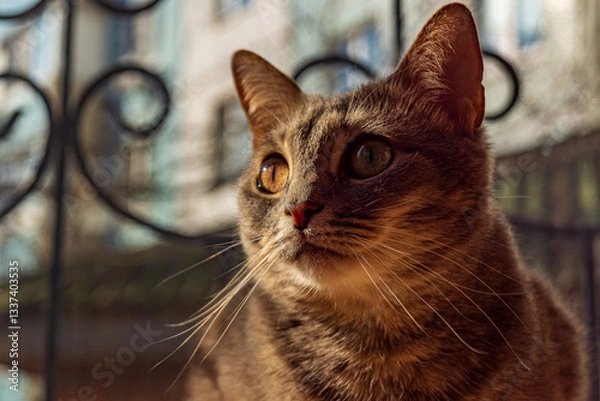 Fototapeta Beautiful gray striped kitty!!!