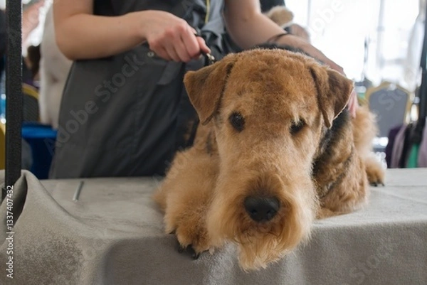 Obraz A red dog of the Airedale Terrier breed lies on the groomer's table, waiting for the decision of the jury of the grooming competition.