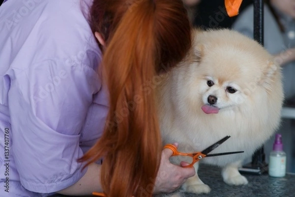 Obraz A red-haired girl groomer at a grooming competition cuts a white old spitz with scissors. The dog teases and sticks out his tongue.