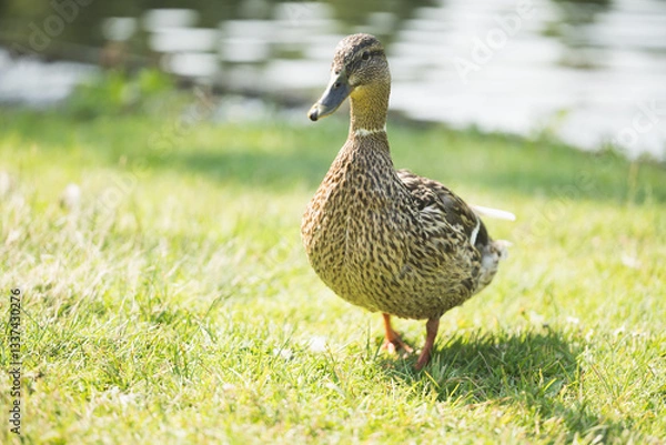 Obraz duck on the grass