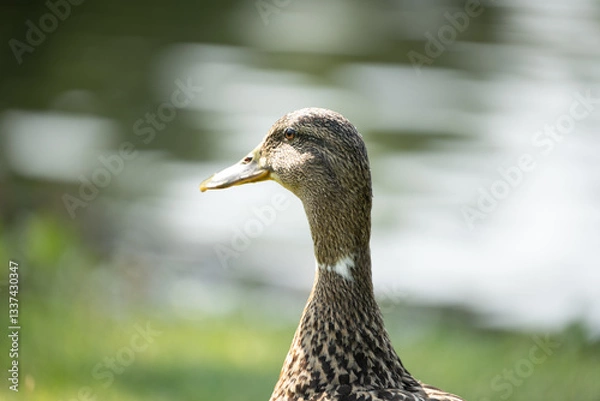 Obraz duck in the park