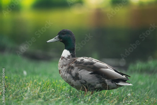 Obraz duck in the park