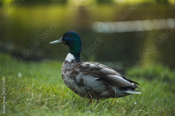 Obraz duck in the grass
