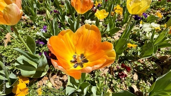 Fototapeta Spring Time Tulips at TCU - Texas Christian University, Fort Worth, Texas, USA