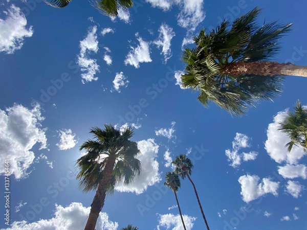 Obraz palm trees against blue sky