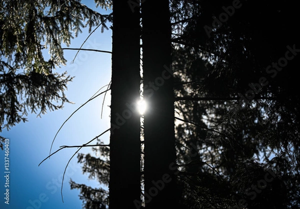 Fototapeta sunset in the park