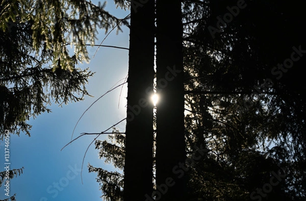 Fototapeta sunset in the forest