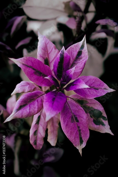 Obraz Close-up of purple flower on dark background