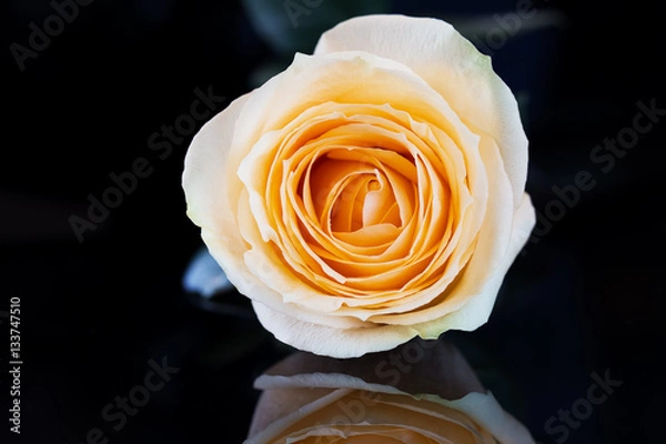 Fototapeta closeup rose on black background