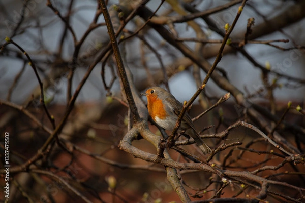 Fototapeta robin on branch  in Whales UK