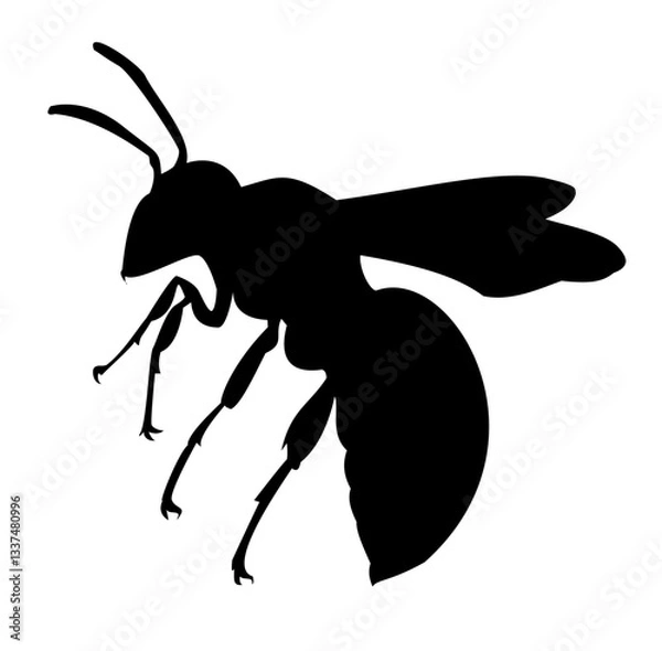 Obraz Wasp silhouette
