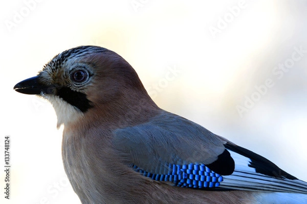 Fototapeta Jay`s profile with exposed blue feather on the wing.