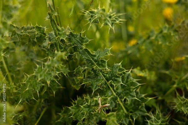 Fototapeta vista macro delle foglie verdi di una pianta piene di spine