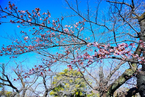 Obraz  Ueno, Tokyo, Japan - 02 03 2025: The spring tree and flowerof ueno park  in Tokyo, Japan