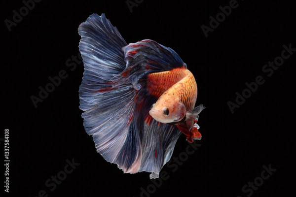 Fototapeta halfmoon betta fish on black background