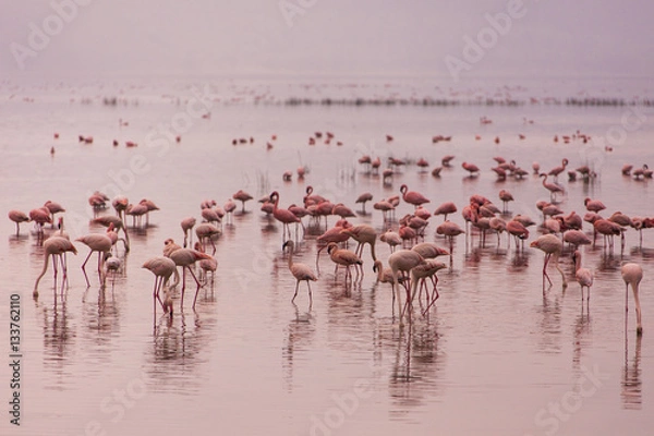 Obraz Flamingi w Parku Narodowym Nakuru