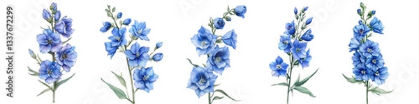 Fototapeta Blue Flower. Watercolor Hand Drawing Flora, Botanical Illustration. Delphinium on Isolated White Background