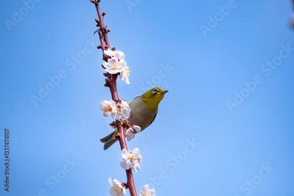 Fototapeta メジロ