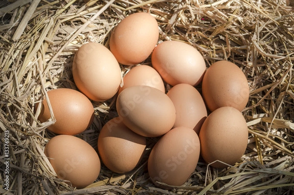 Fototapeta organic eggs