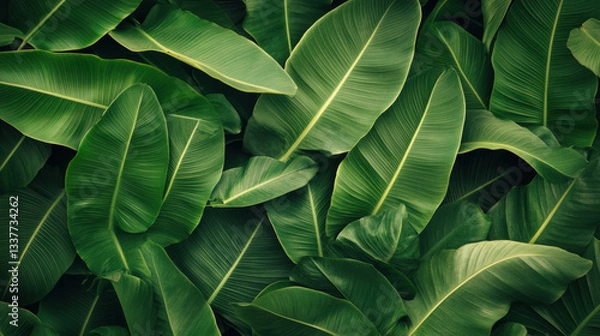 Fototapeta Lush green tropical leaves, natural texture