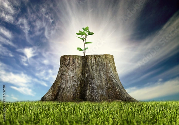 Obraz renewal, young tree growing on a tree stump