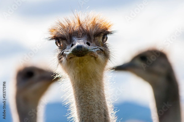 Obraz Ostrich looking at you