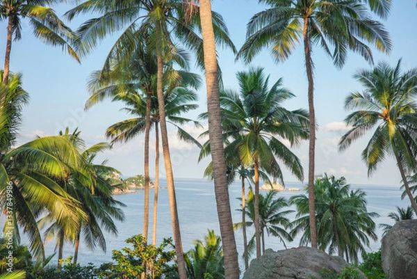 Fototapeta A beautiful landscape on the viewpoint of John-Suwan Viewpoint in Koh Tao, Thailand in the summer before sunset. The symbol of coconut trees of the tropical area on the hill