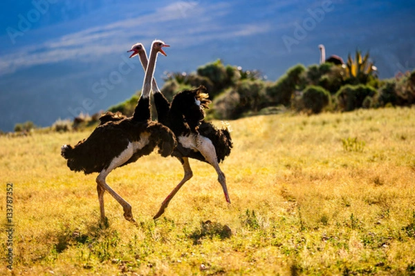Obraz Dancing ostriches