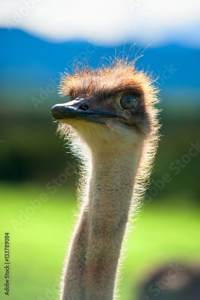 Obraz Ostrich head