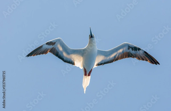 Obraz Red-footed booby, Sula sula sula, seen from below