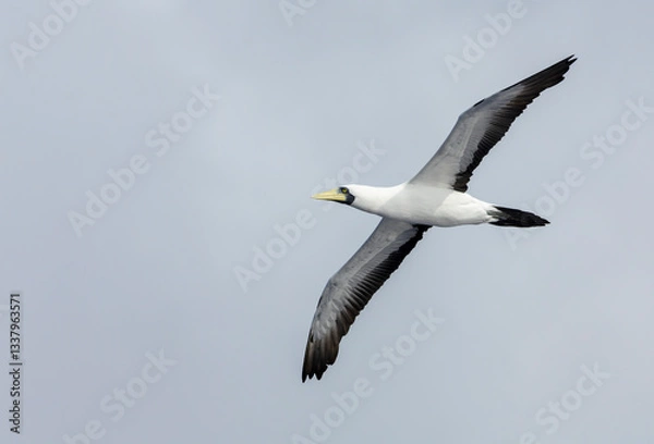 Obraz Masked Booby, Sula dactylatra